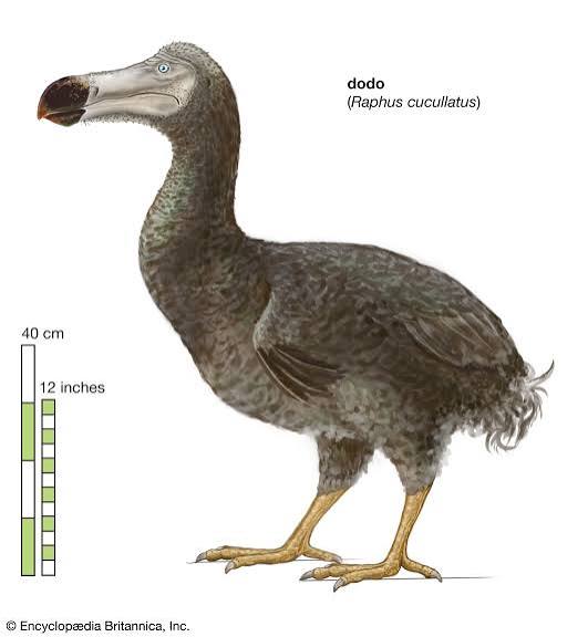 Gone but Not Forgotten: Extinct Animals